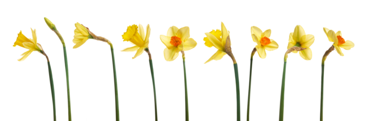 A collection of yellow daffodils flowers isolated against a flat background.