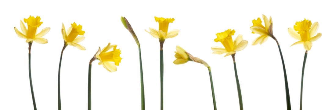 A collection of yellow daffodils flowers isolated against a flat background.