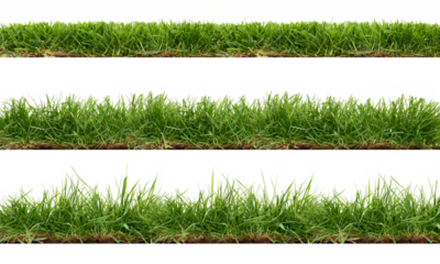 A collection of real grass borders, short, medium and long grass edges isolated on a transparent background.