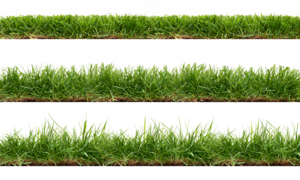 A collection of real grass borders, short, medium and long grass edges isolated on a transparent background.
