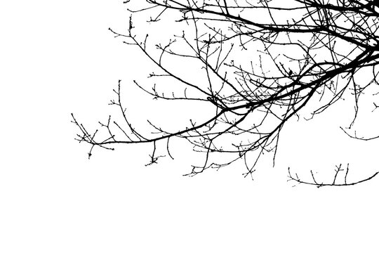 Bare tree branches in winter isolated against a flat background.