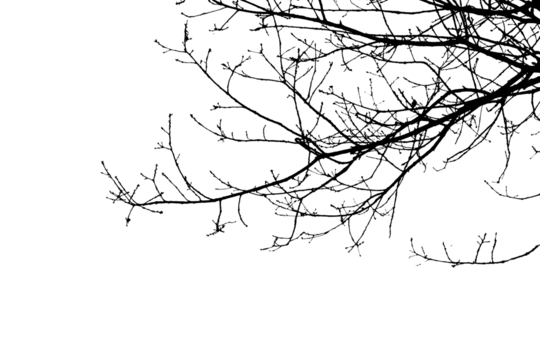 Bare tree branches in winter isolated against a flat background.