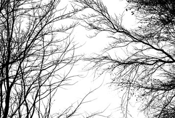 Bare tree branches in winter isolated against a flat background.