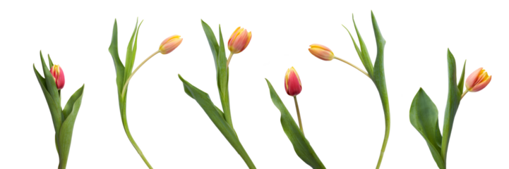 A collection of red and yellow tulip flowers isolated on a flat background