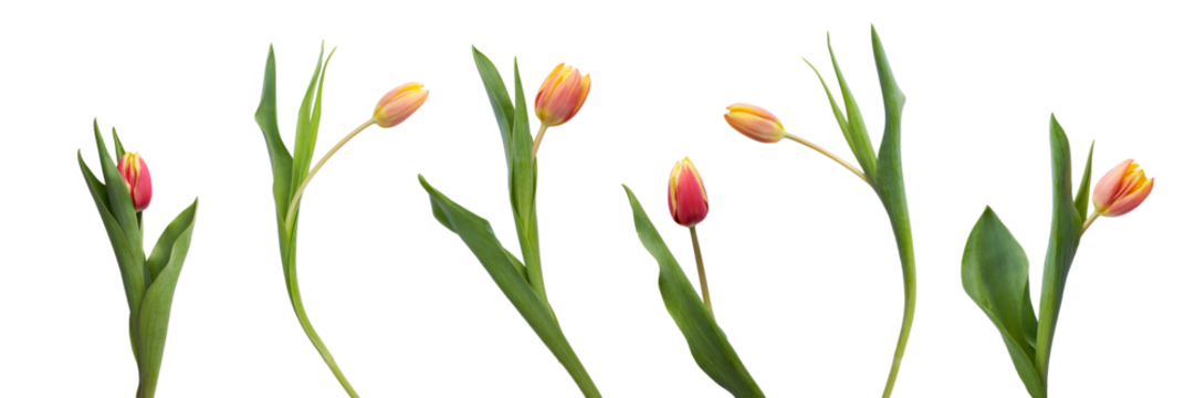 A collection of red and yellow tulip flowers isolated on a flat background