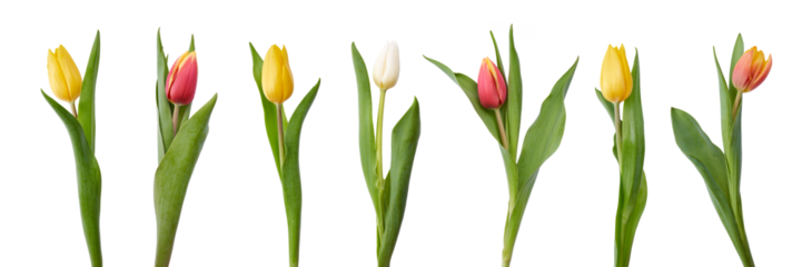 A collection of red and yellow tulip flowers isolated on a flat background.