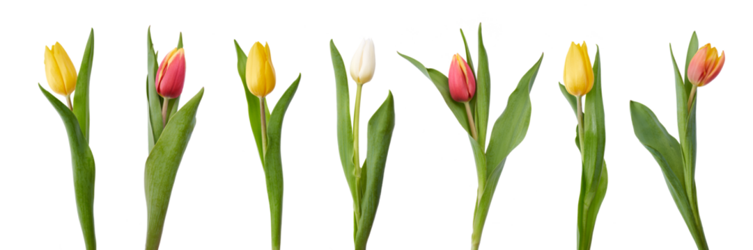 A collection of red and yellow tulip flowers isolated on a flat background.