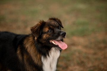 portrait of cute shaggy mongrel dog on blurred background.