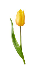 A yellow tulip flower isolated on a flat background