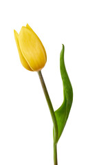 A yellow tulip flower isolated on a flat background