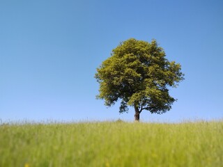 Abandoned walnut or cherry tree on meadow in nature. Slovakia