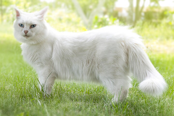 Cute white cat walking on the grass in the garden
