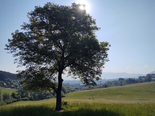 Obraz premium Abandoned walnut or cherry tree on meadow in nature. Slovakia