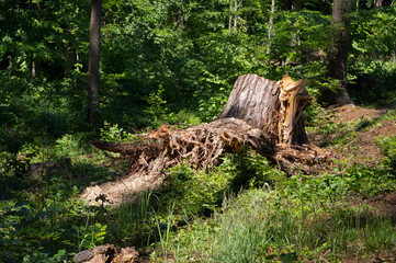 A stump that remained after an old tree was felled.