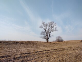 Abandoned walnut or cherry tree on meadow in nature. Slovakia