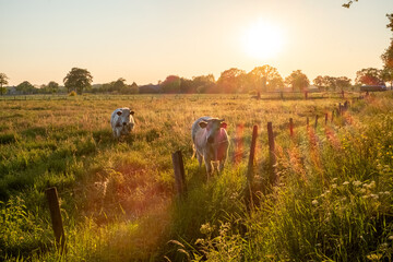Cows on pasture in sunrise autumn light. High quality photo