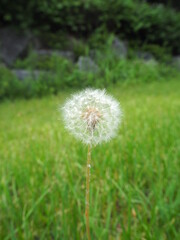 Dandelion in grass field, Paju, South Korea