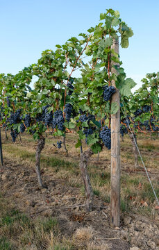 Blue grapes. Wooden grape support. Vineyard Bodenheim, Germany. Selective focus.Vertical image. 