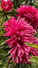 red chrysanthemum flower