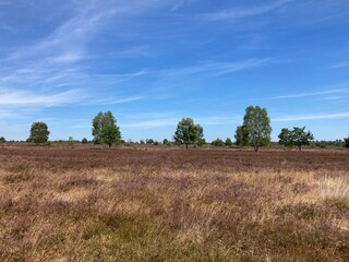 Obraz premium Landschaft in der Lüneburger Heide im Sommer