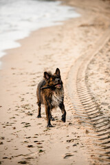 beautiful view of dog with wooden stick on sandy beach