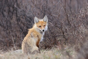 Fox, Banff National Park, Alberta, Canada
