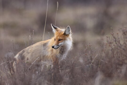 Fox, Banff National Park, Alberta, Canada