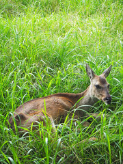 Roe deer in grass. Roe Deer Observation Centre, Jeju Island, South Korea.