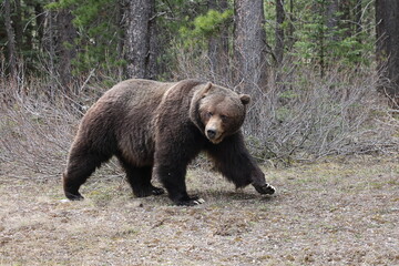 Grizzly Bear in the Canadian Rockies Banff Canada