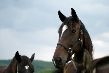 arabian brown horses in the field