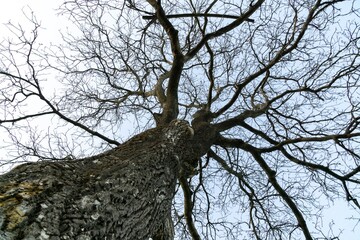 Abandoned walnut or cherry tree on meadow in nature. Slovakia