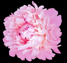 Pink peony flower  on black isolated background with clipping path. Closeup. For design. Nature.