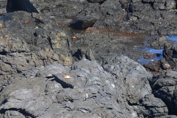 Crabs clinging to wet rocks at Sancho beach, Fernando de Noronha, Pernambuco, Brazil