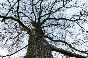 Abandoned walnut or cherry tree on meadow in nature. Slovakia