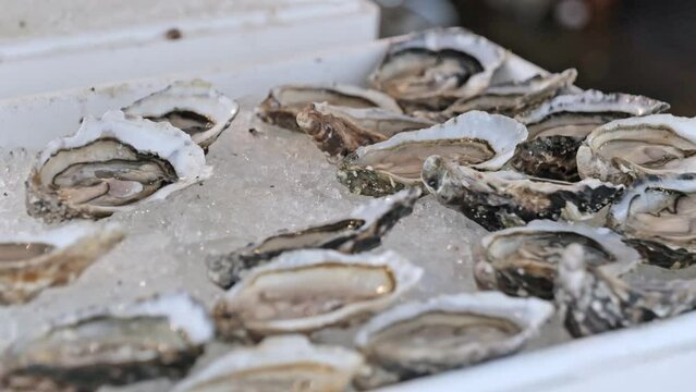 Fresh opened protein rich oyster on crushed ice at seafood restaurant or market. Selective focus. Healthy gourmet food with minerals. Natural aphrodisiacs