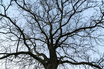 Abandoned walnut or cherry tree on meadow in nature. Slovakia