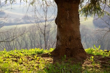 Fototapeta premium Abandoned walnut or cherry tree on meadow in nature. Slovakia