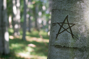 engraved pentagram in the tree in the forest