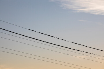 Starlings murmuration in Aiguamolls De L Emporda Nature Park, Spain