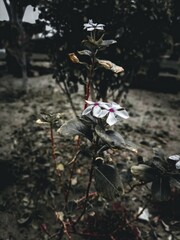 flowers in the garden