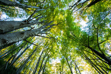 Autumn in La Fageda D En Jorda Forest, La Garrotxa, Spain