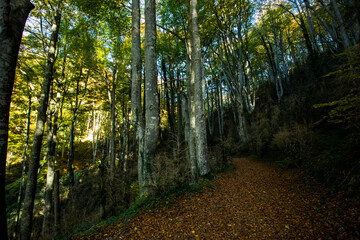 Autumn in La Fageda D En Jorda Forest, La Garrotxa, Spain