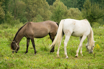 Naklejka na ściany i meble arabian brown horses in the field