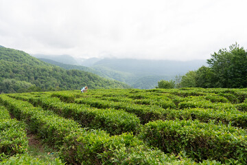 Fototapeta na wymiar A woman harvests alpine tea. Tea plantation. Tea harvest high in the mountains. Tea plantation in the mountains.
