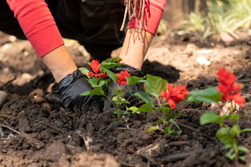 Fototapeta premium Planting flowers. The girl is planting flowers. Planting flowers in the park. The gardener plants beautiful flowers on the lawn.