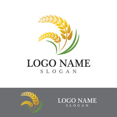 Agriculture wheat vector