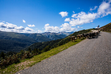 Summer landscape and sheeps in Anie peak, Navarra, Pyrenees, Spain