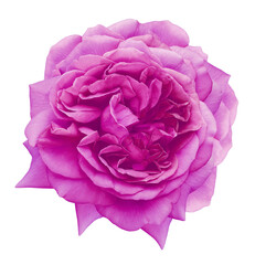 Purple rose flower  isolated  on white  background with clipping path. Closeup. For design. Nature.