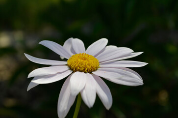 Fototapeta premium White daisy flower close up