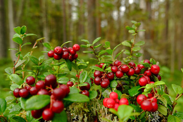 The forest stump is covered with ripe cranberries against the background of trees.The concept of a background image with berries.Picking red berries of northern cranberries in autumn.Forest landscape